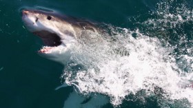 Great White Shark