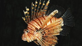 Common lion fish Pterois volitans