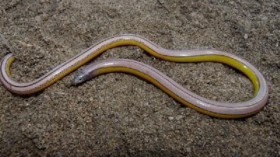 legless lizard 