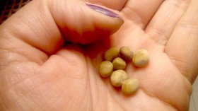 Kidney stones