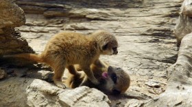 Meerkats