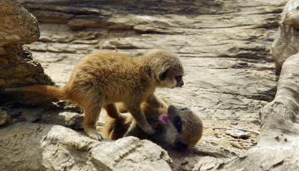 Meerkats