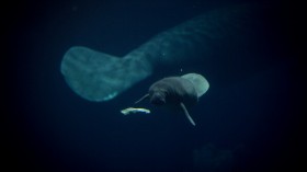 Manatees