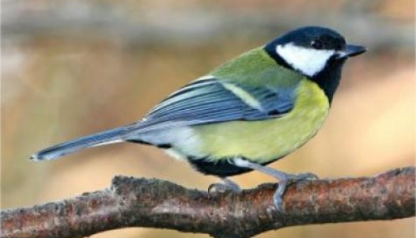 Male Great Tit 