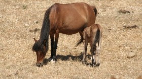 Skyros pony