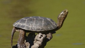 Actinemys marmorata.  Western pond turtle