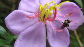 Singapore Rhododendron