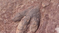 Dinosaur Footprint