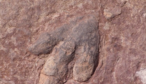 Dinosaur Footprint