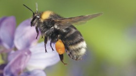 western bumblebee in flight