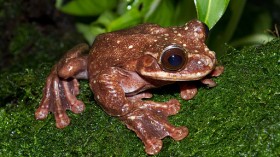 Rabb's fringe-limbed tree frog
