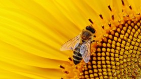 Bee with a sunflower