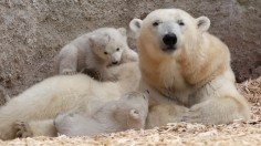 Polar Bears