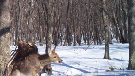 A camera trap in the forest of the Russian Far East captured a rare and surprising image of a golden eagle attacking a young sika deer. 