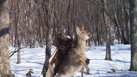 A camera trap in the forest of the Russian Far East captured a rare and surprising image of a golden eagle attacking a young sika deer. 