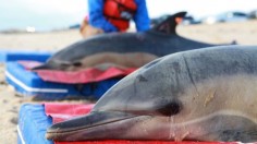 beached dolphins