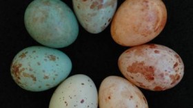 Cuckoo finch eggs