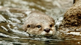 Otters