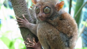 Tarsiers