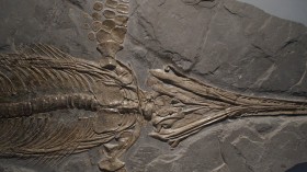 Ichythosaur fossil