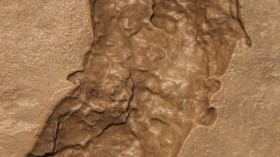 Ancient footprints