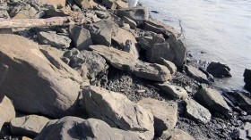 A dinosaur track exposed along the rocky shoreline of Yukon River. 