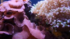 Corals