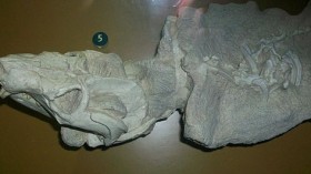 probainognathian cynodont