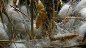 Farmers Produce Silk In China