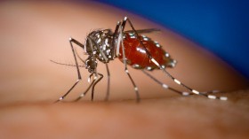 Aedes albopictus female mosquito feeding on a human host