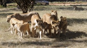 African lions