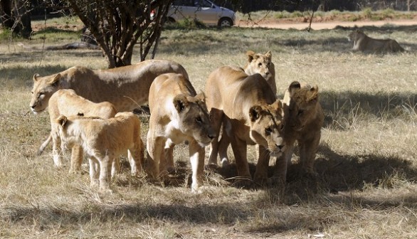 African lions