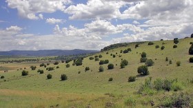 White Mountain Grasslands Wildlife Area in Arizona. 