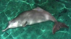 Baiji Dolphin