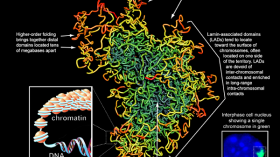 Chromosome