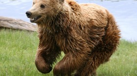 Eurasian Brown Bear 