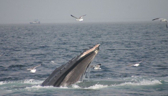 humpback whale with a scrape ion its beak