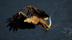 white-tailed eagle