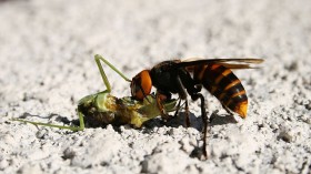 Asian giant hornet preys upon a mantis