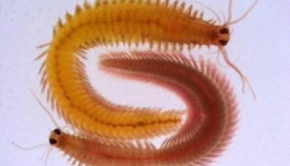 This is a premature adult Platynereis worm.