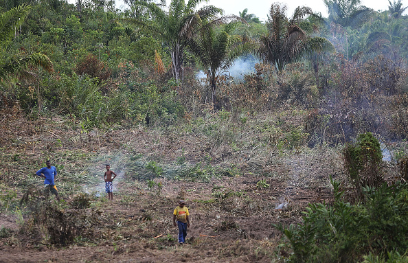 about-9000-square-kilometers-of-forestland-in-brazil-lost-to