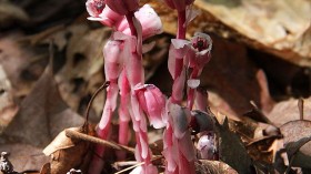 Red indian pipes