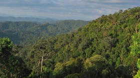 Tropical Oil Palm and Rubber Forests?