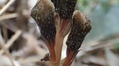 Gastrodia kuroshimensis