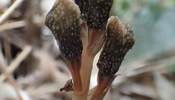 Gastrodia kuroshimensis