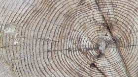 Tree ring