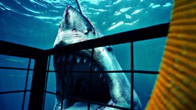 Great white shark cage