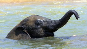 Baby Elephant Beats The Heat