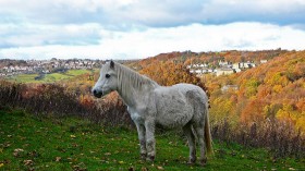 White pony