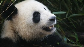 Loosing the Oldest Giant Panda